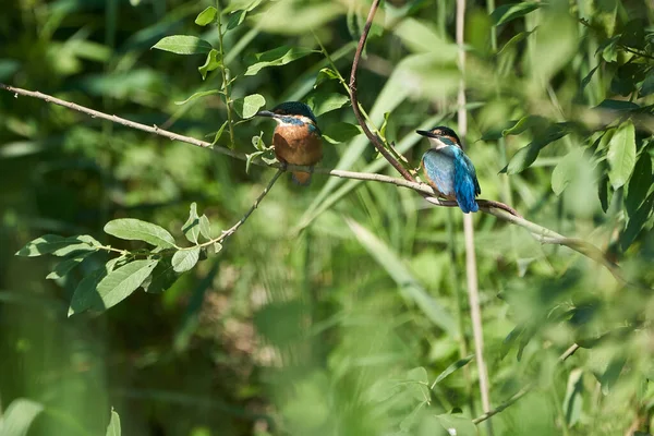 Martin Pêcheur Commun Alcedo Cet Eurasianon Arbre Rivière Photo Haute — Photo