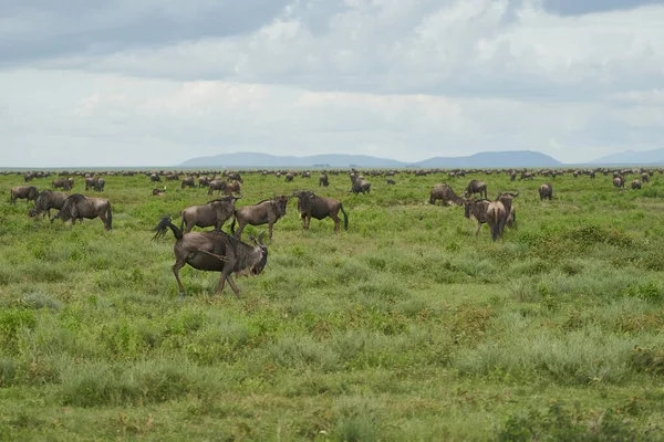 Grande Migração Serengeti Gnu Wildebeest Zebra Connochaetes Taurinus Foto Alta — Fotografia de Stock