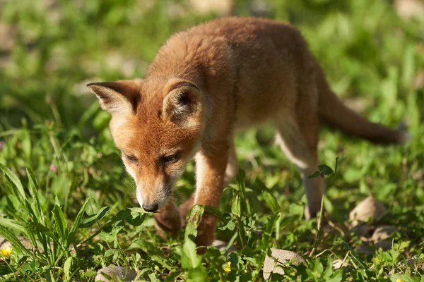 Akşam Güneşinde Red Fox Portresi Vulpes Vulpes Vulpes Yüksek Kalite — Stok fotoğraf