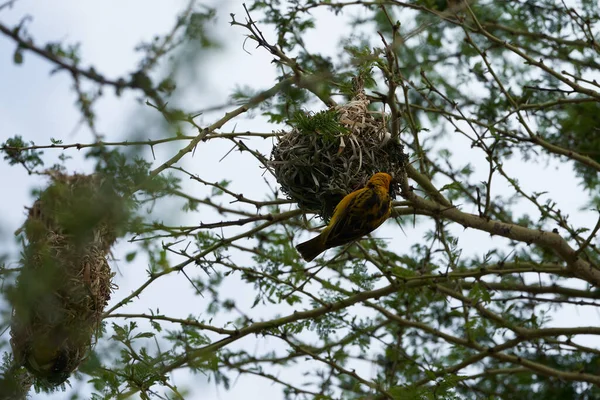 Танзанийский Ткач Маске Ploceus Reichardi Tanganyika Ploceidae Nest Building Высокое — стоковое фото