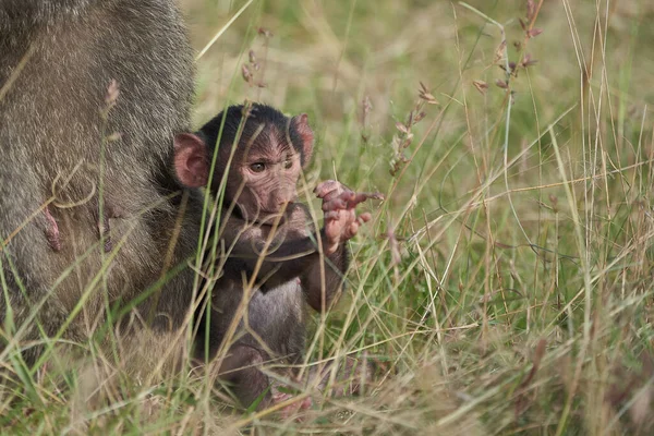 Olive Baboon Baby Papio Anubis Anubis Baboon Cercopithecidae Old World — Stock Photo, Image