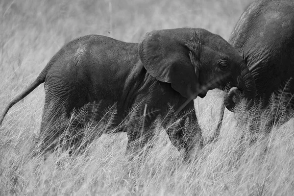 Elephant Baby Amboseli Big Five Safari Baby Black White Savanna — стоковое фото