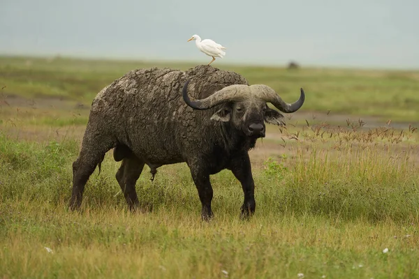 Grande Búfalo Água Serengeti Syncerus Caffer Big Five Safari — Fotografia de Stock