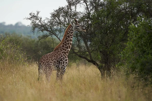 Girafe Afrique Giraffa Safari Big Five Portrait Afrique Clair — Photo