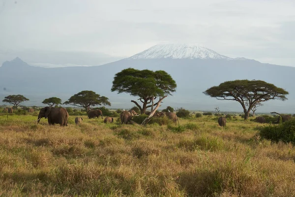 Kilimanjaro Elephant Amboseli - Big Five Safari -Savanna African bush elephant Loxodonta africana