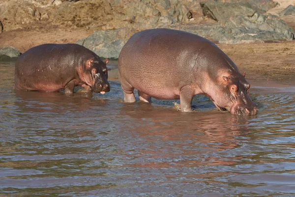Hippo Hippopotamus Anfibio Africa Safari Portrait Foto Alta Calidad —  Fotos de Stock