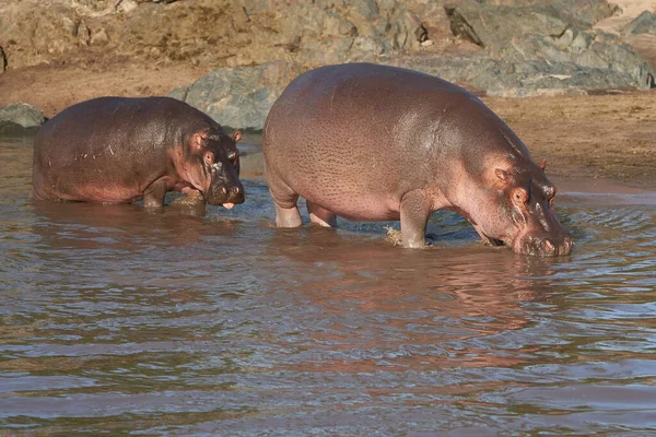 Hippo Hippopotamus Amfibiefria Afrika Safari Porträtt Högkvalitativt Foto — Stockfoto