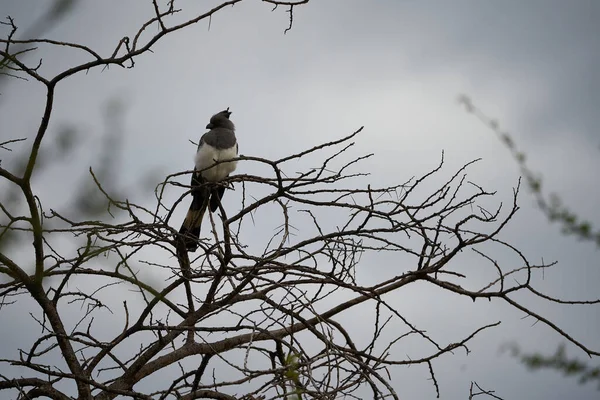 Белый Живот Уходит Птица Corythaixoides Leucogaster Musophagidae Turacos Высокое Качество — стоковое фото