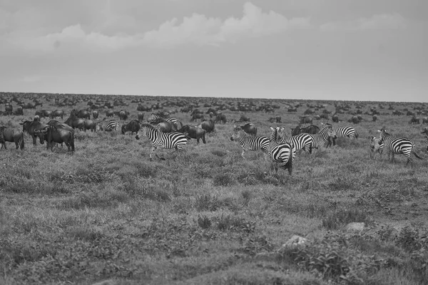 Grote Migratie Serengeti Gnu Wildebeest Zebra Connochaetes Taurinus Hoge Kwaliteit — Stockfoto