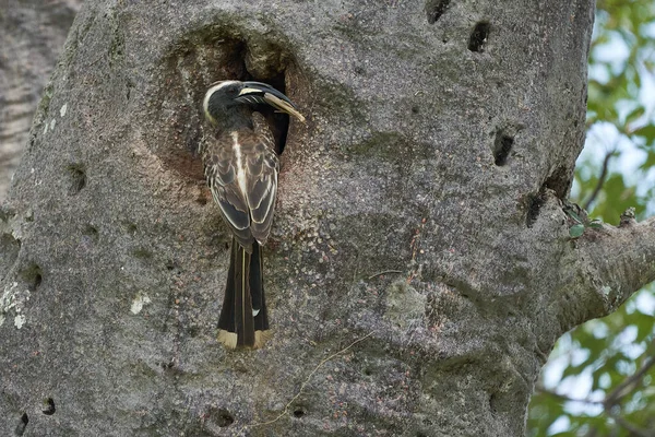 Bec Amérique Lophoceros Nasutus Tropical Près Des Passereaux Ancien Monde — Photo