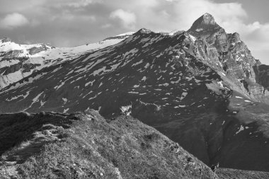 Oğlak Alp Alp Capra dağ keçisi İsviçre Alpleri. Yüksek kalite fotoğraf. İsviçre Siyah ve Beyaz Peyzaj
