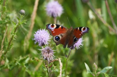 Avrupa tavus kuşu kelebeği Aglais io renkli. Yüksek kalite fotoğraf