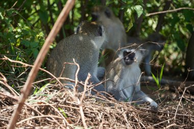Cercopithecidae familyasından maymun Chlorocebus pygerythrus Arica Kenya Portresi. Yüksek kalite fotoğraf