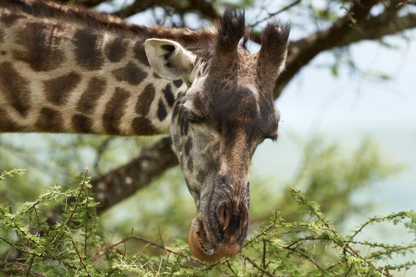 Girafe Afrique Giraffa Safari Big Five Portrait Afrique Clair — Photo