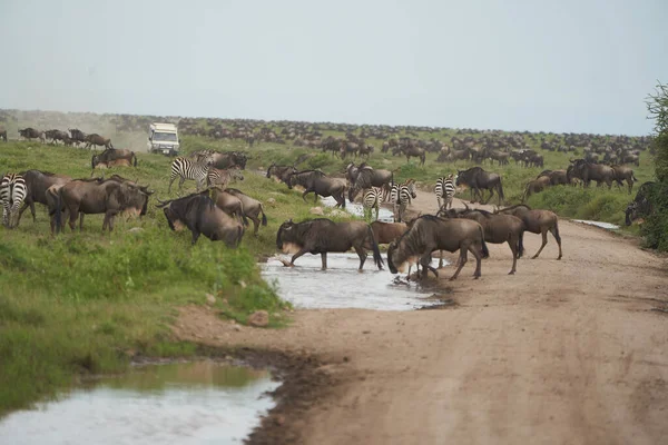 Grande Migração Serengeti Gnu Wildebeest Zebra Connochaetes Taurinus Foto Alta — Fotografia de Stock