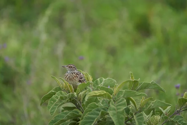 Leeuweriken Passerine Vogel Alaudidae Tanzania Portret Duidelijk Hoge Kwaliteit Foto — Stockfoto