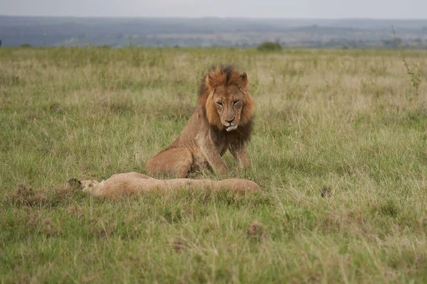 Een Leeuwin Leeuw Kenia Hoge Kwaliteit Foto Africa Safari — Stockfoto