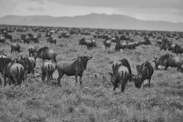 Великая Миграция Serengeti Gnu Wildebeest Zebra Connochaetes Taurinus Высокое Качество — стоковое фото