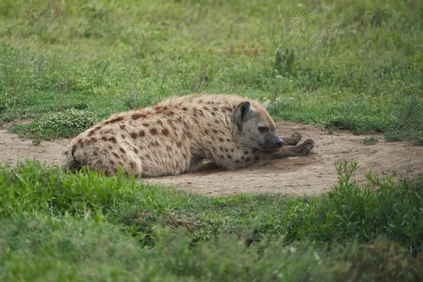 Såg Hyaena Skratta Hyenas Crocuta Crocuta Safari Africa Högkvalitativt Foto — Stockfoto