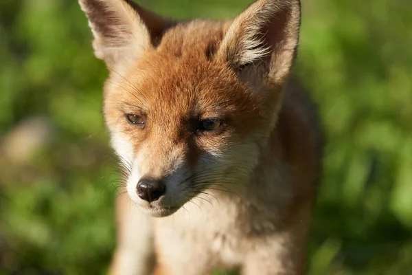 Akşam Güneşinde Red Fox Portresi Vulpes Vulpes Vulpes Yüksek Kalite — Stok fotoğraf