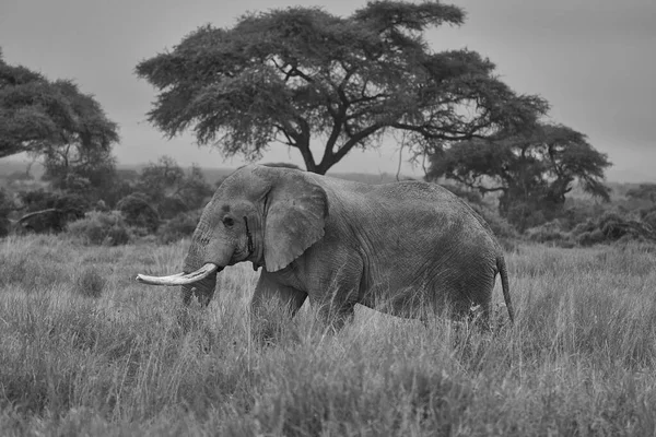 Слон Большой Огромный Тускер Амбосели Большая Пятерка Сафари Черно Белая — стоковое фото