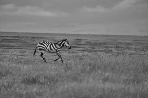 Plains Zebra Equus Quagga Big Five Safari Zwart Wit Stripped — Stockfoto