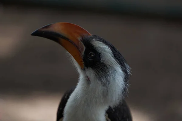 Nördlicher Rotschnabel Hornbill Tockus Erythrorhynchus Portrait Africa Hochwertiges Foto — Stockfoto