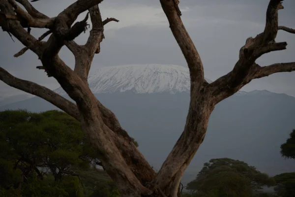 Amboseli Kilimandżaro Słonie Afrykańskie Safari Kenia Wysokiej Jakości Zdjęcie — Zdjęcie stockowe