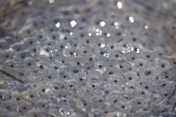 Frog Toad Spawn Texture Macro Bright Mountain Light. High quality photo