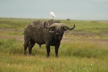 Serengeti 'de büyük bir su bufalosu Syncerus kafe Büyük Beş Safari 