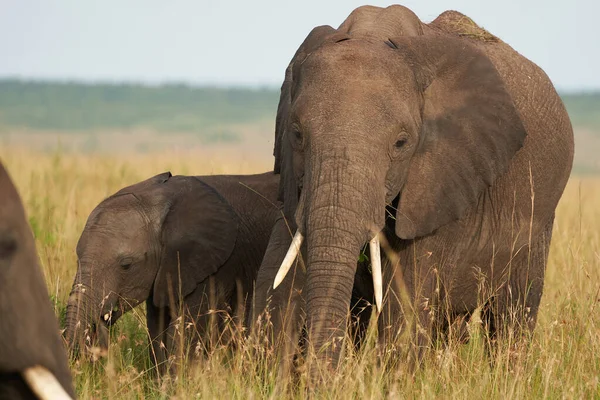 Elephant Baby Amboseli - Big Five Safari -Baby Savanna Gras African bush elephant Loxodonta africana Mother Love
