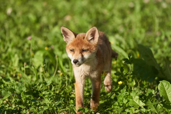 Akşam Güneşinde Red Fox Portresi Vulpes Vulpes Vulpes Yüksek Kalite — Stok fotoğraf