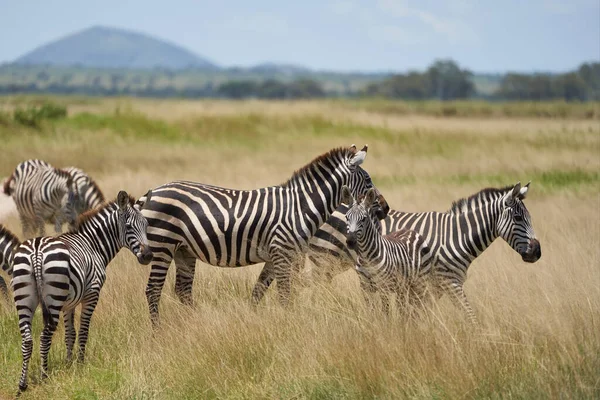 Plains Zebra Equus Quagga Big Five Safari Zwart Wit Stripped — Stockfoto