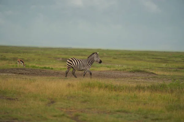 Plains Zebra Equus Quagga Big Five Safari Zwart Wit Stripped — Stockfoto