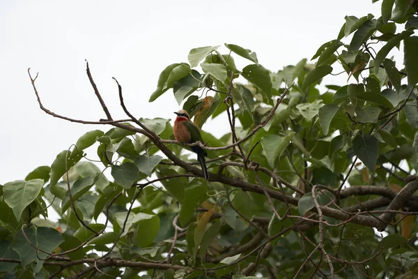 Comedor Abejas Frontales Blancas Merops Bullockoides Africa Tree Foto Alta — Foto de Stock