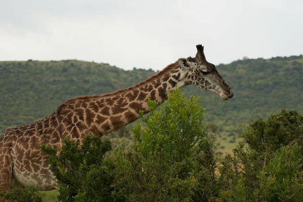 Jirafa África Giraffa Safari Big Five Retrato África Clear — Foto de Stock