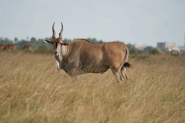 Eland Comum Taurotragus Oryx Também Conhecido Como Elande Meridional Elande — Fotografia de Stock