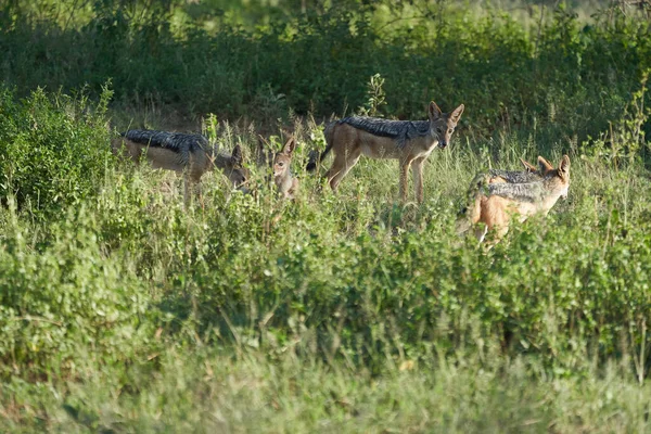 Golden Jackal Canis Aureus Safari Wild Portrait Photo Haute Qualité — Photo