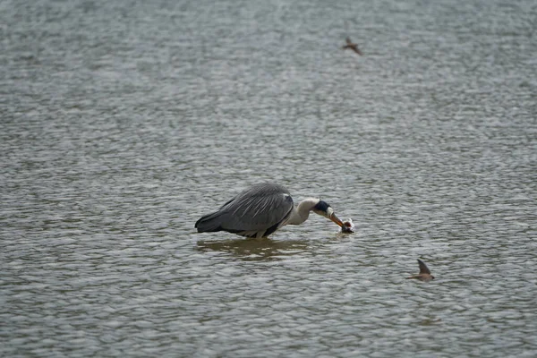 Gri Balıkçıl Ardea Cinerea Uzun Bacaklı Yırtıcı Kuş Balıkçıl Kuş — Stok fotoğraf