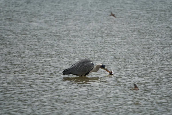 Серая Цапля Ardea Cinerea Длинноногая Хищная Птичья Цапля Поедающая Рыбу — стоковое фото