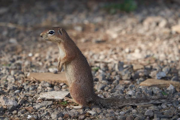 Vacker Och Klar Randig Mark Ekorre Xerus Rutilus Amboseli Nationalpark — Stockfoto