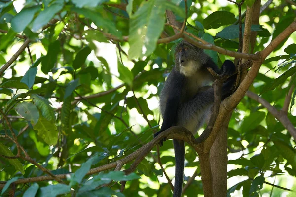 Macaco Azul Diademed Macaco Cercopithecus Mitis Retrato Espécies Monge Velho — Fotografia de Stock