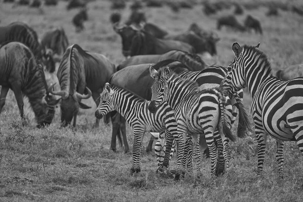 Grote Migratie Serengeti Gnu Wildebeest Zebra Connochaetes Taurinus Hoge Kwaliteit — Stockfoto