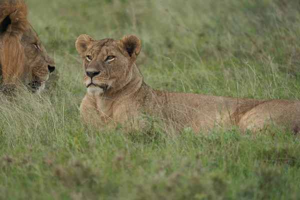 Een Leeuwin Leeuw Kenia Hoge Kwaliteit Foto Africa Safari — Stockfoto
