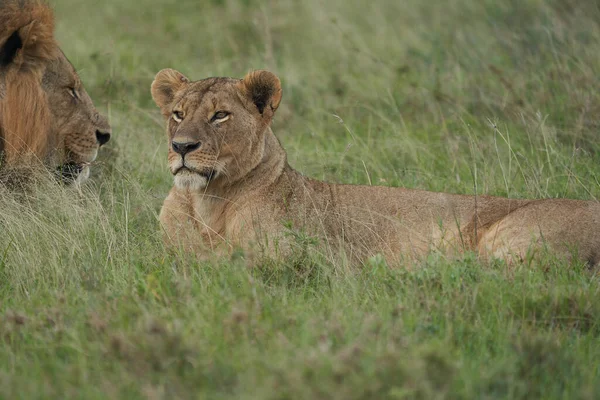 Kenya 'da aslan ve aslan. Yüksek kaliteli fotoğraf Afrika Safari 
