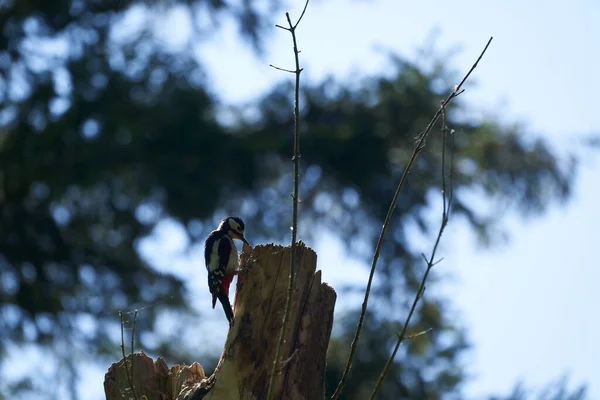 偉大な斑点のあるキツツキDendrocopos彼の家の木全体の前に主要なスイス 高品質の写真 — ストック写真