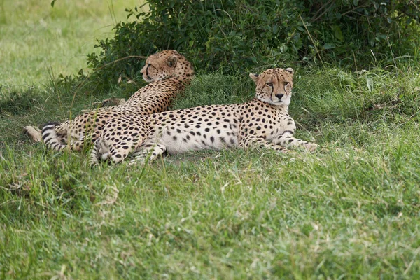 Bracia Gepardy Afryka Safari Masai Mara Portret Wysokiej Jakości Zdjęcie — Zdjęcie stockowe