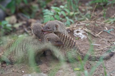  Guruplu firavun faresi Mungo Grubu Afrika 'da oynuyor. Yüksek kalite fotoğraf
