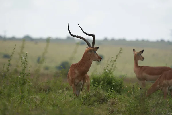 Impala Group Impalas Antelope Portrait África Safari Foto Alta Qualidade — Fotografia de Stock