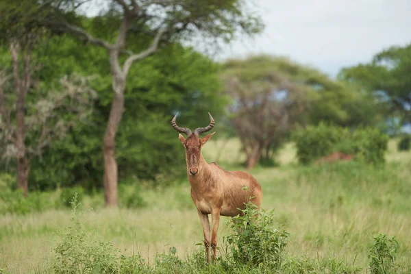 Tanzania Hartebeest Alcelaphus Buselaphus Kongoni Afrikansk Antilop Högkvalitativt Foto — Stockfoto